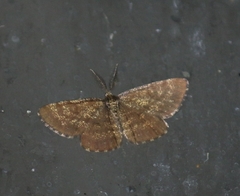 Ematurga atomaria