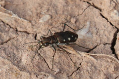 Cicindela ocellata