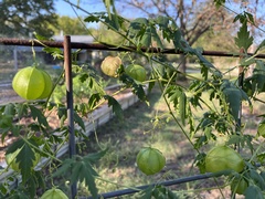 Cardiospermum halicacabum