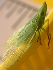 Rhynchomitra