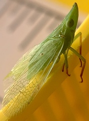 Rhynchomitra