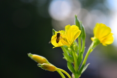 Syrphus
