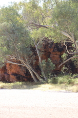 Eucalyptus camaldulensis arida