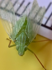 Rhynchomitra