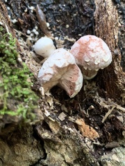 Entoloma abortivum