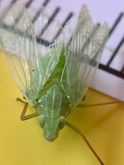 Rhynchomitra