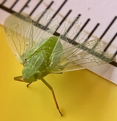 Rhynchomitra