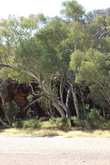 Eucalyptus camaldulensis arida