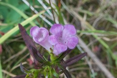 Agalinis neoscotica