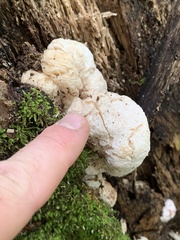 Entoloma abortivum