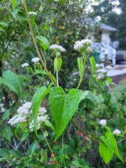 Mikania scandens