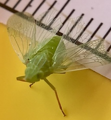 Rhynchomitra