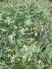 Brickellia grandiflora