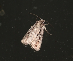 Dichagyris signifera