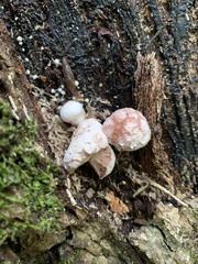 Entoloma abortivum
