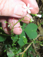 Claytonia sibirica