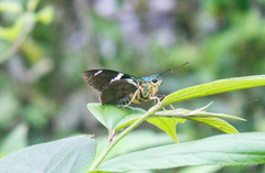 Astraptes fulgerator