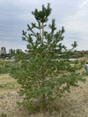 Pinus banksiana