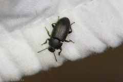Blapstinus
