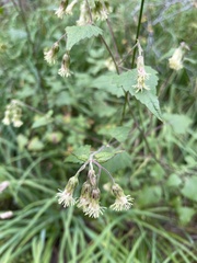 Brickellia grandiflora
