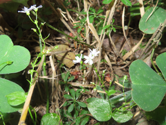 Claytonia sibirica
