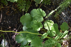 Heuchera cylindrica
