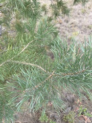 Pinus banksiana