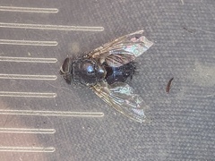 Protophormia terraenovae