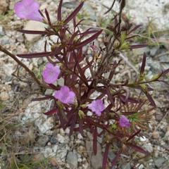 Agalinis neoscotica