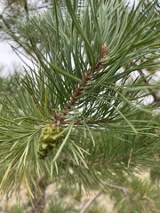 Pinus banksiana