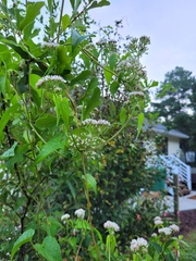 Mikania scandens