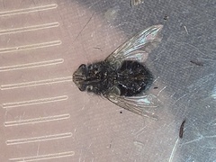 Protophormia terraenovae