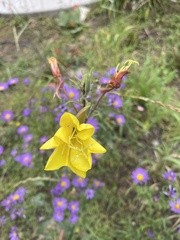 Oenothera elata