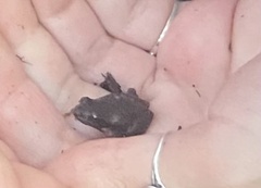 Anura