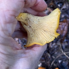 Cantharellus lateritius