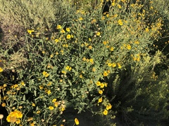 Verbesina encelioides