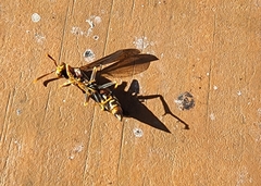 Aphanilopterus