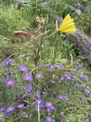 Oenothera elata