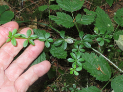 Galium triflorum