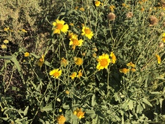 Verbesina encelioides