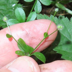 Galium triflorum