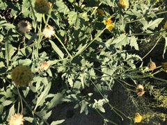 Verbesina encelioides