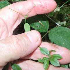 Galium triflorum
