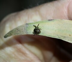 Xysticus bimaculatus