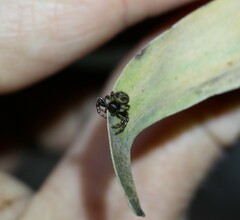 Xysticus bimaculatus