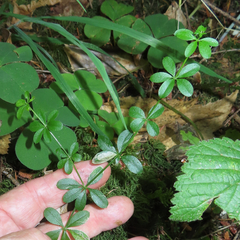 Galium triflorum