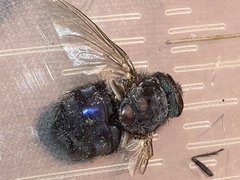 Calliphorinae