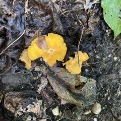 Cantharellus lateritius