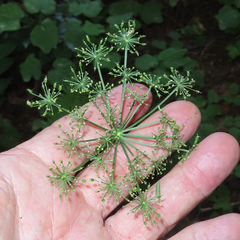 Ligusticum apiifolium