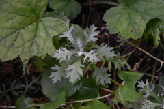 Artemisia michauxiana